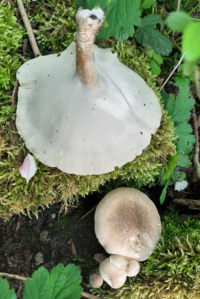 Polyporus ciliatus