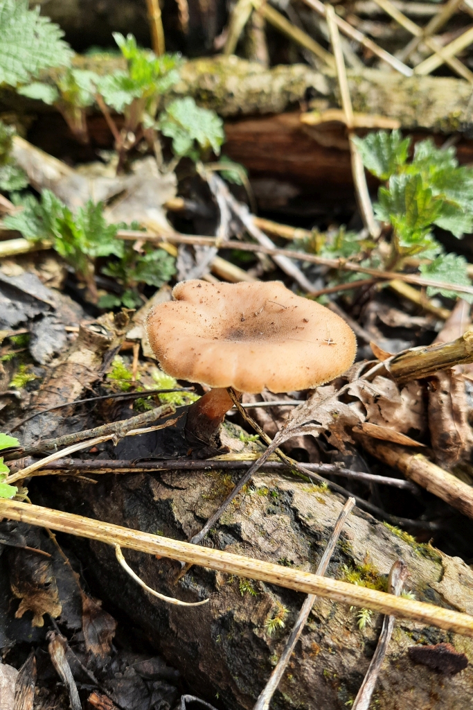 Polyporus brumalis