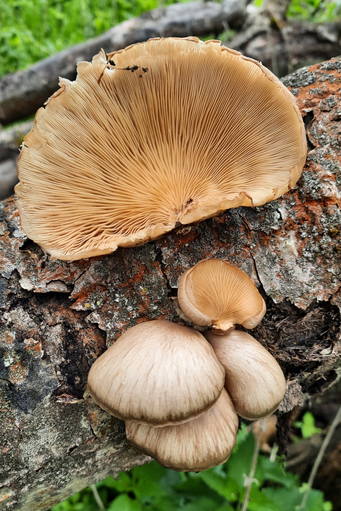 Pleurotus calyptratus