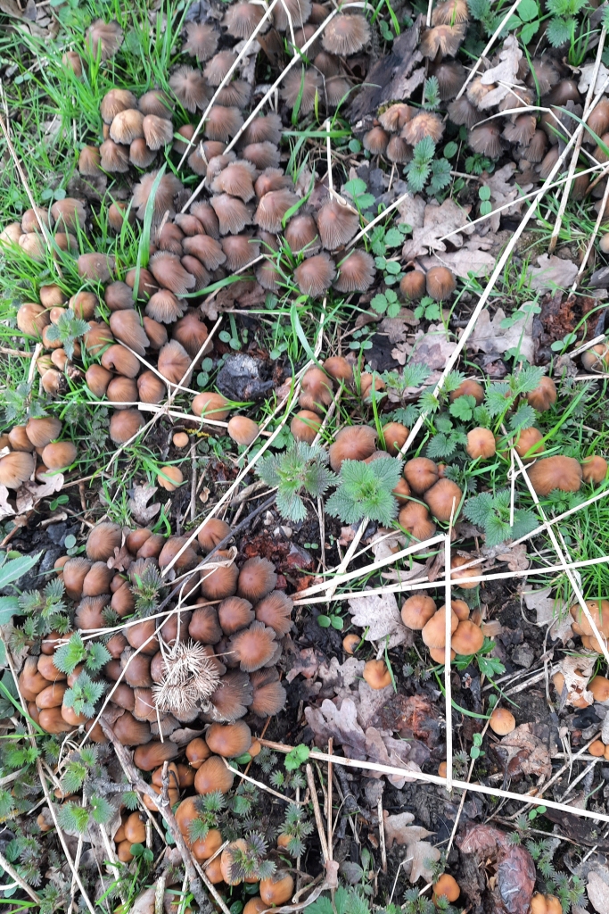 Coprinellus micaceus