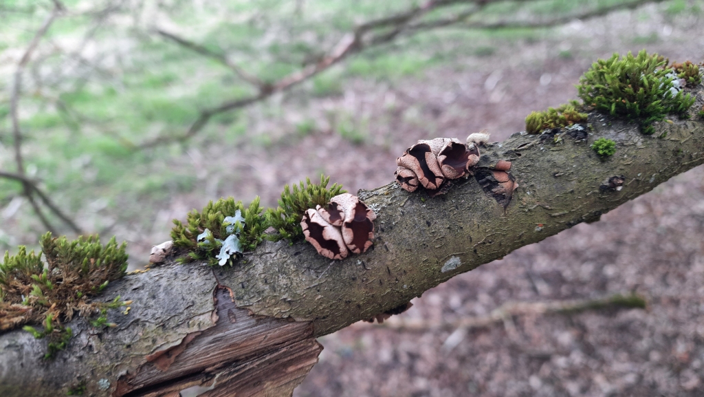 Encoelia furfuracea
