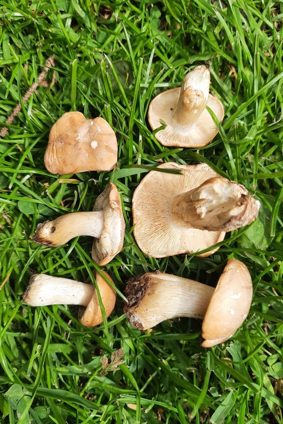 Calocybe gambosa var. flavida