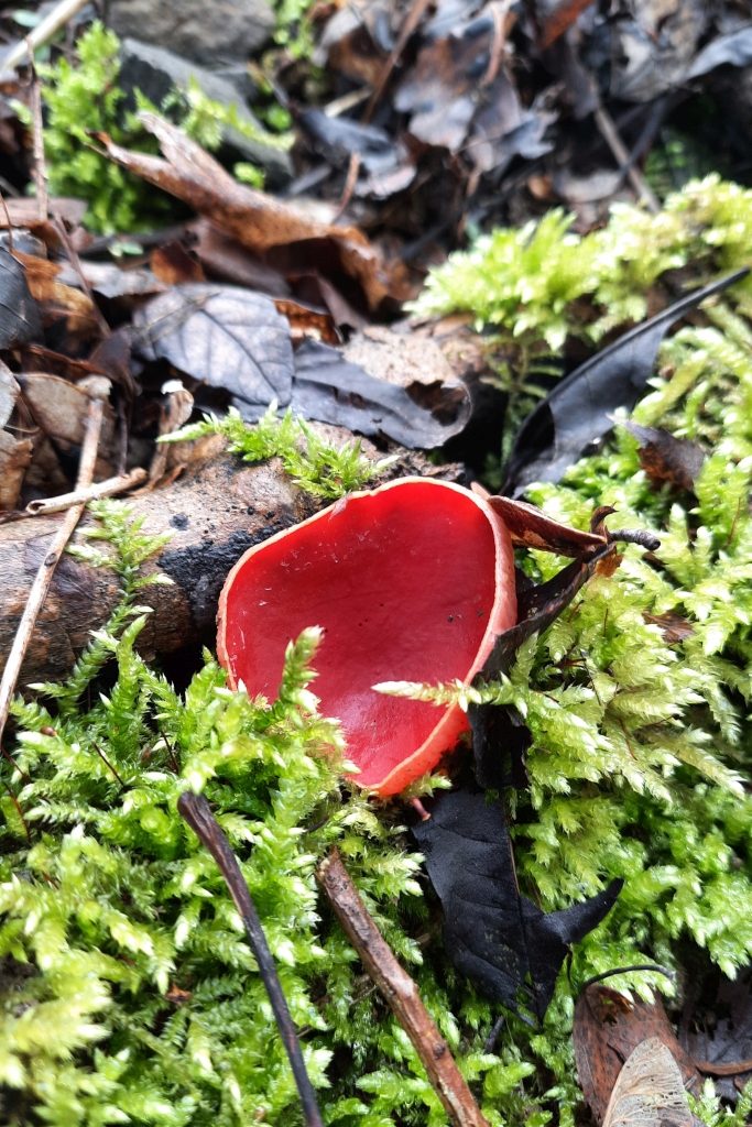 Sarcoscypha austriaca