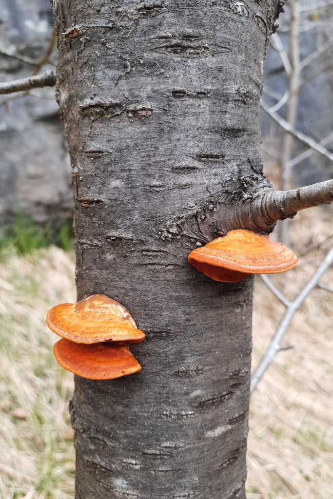 Pycnoporus cinnabarinus