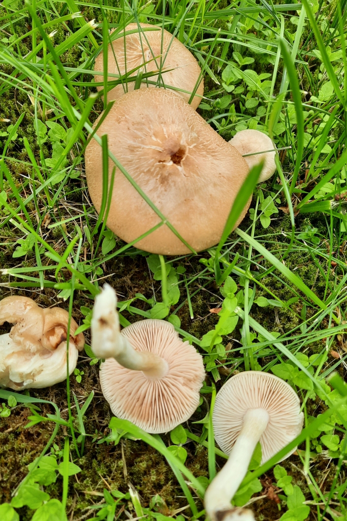 Entoloma clypeatum