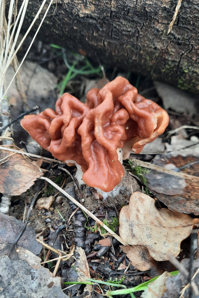 Gyromitra gigas