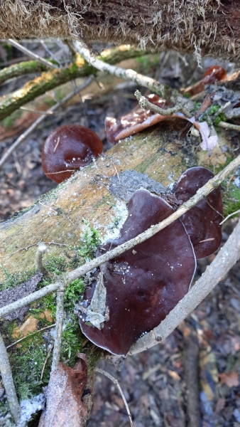 black wood ear
