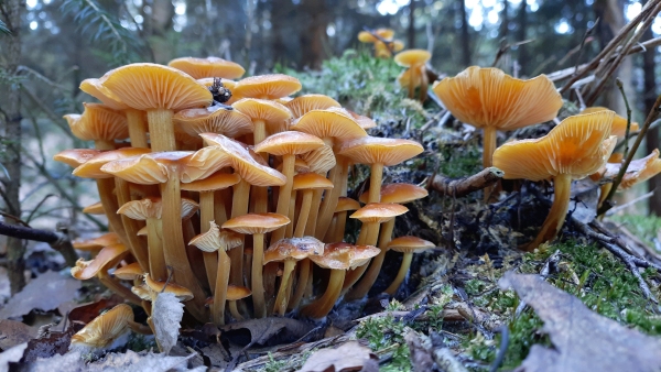a cluster of velvet shank