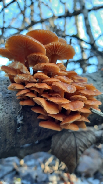 a cluster of velvet shank