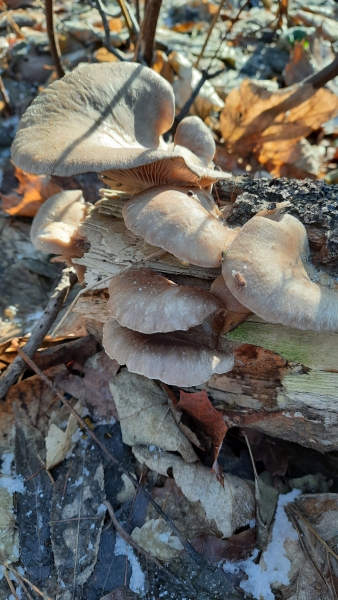 oyster mushrooms