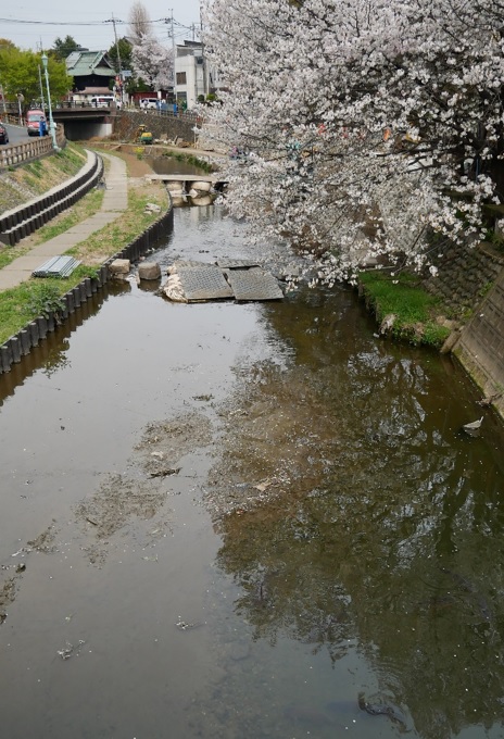 městský potok v Kawagoe plný velkých kaprů