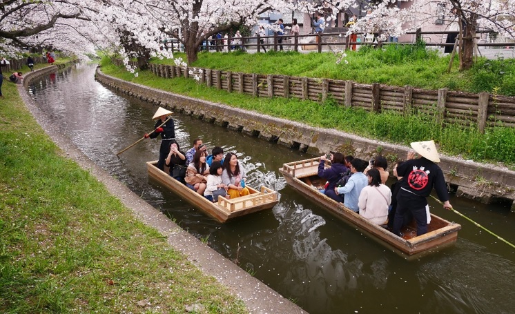 rozkvetlé aleje sakur podél řeky v Kawagoe s typickými turistickými lodičkami