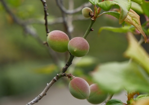 umeboshi švestky
