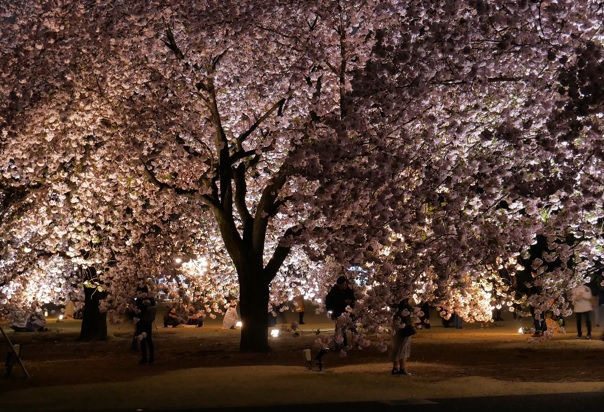 zahrady Shinjuku gyoen s nasvícenými sakurami
