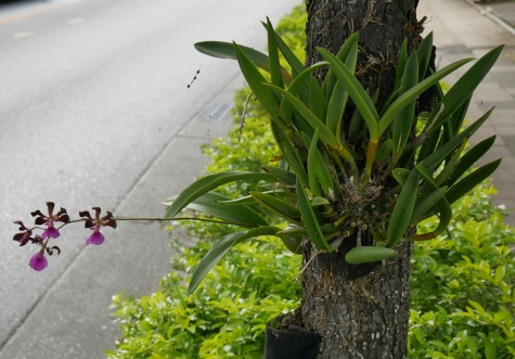 orchideje jsou skoro na každém stromě
