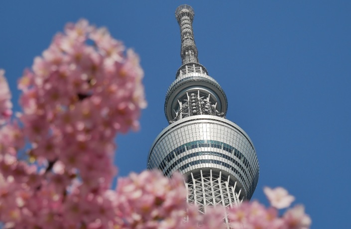 rozkvetlé sakury a Skytree tower