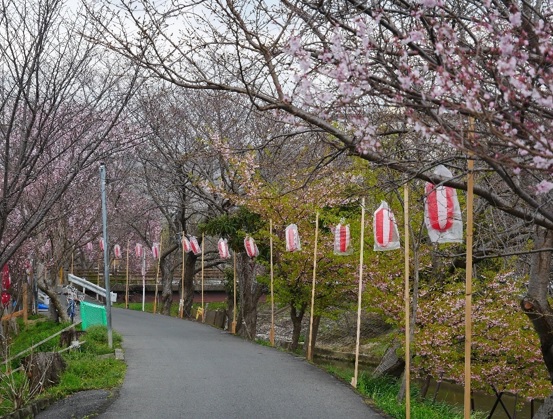přípravy na Hanami oslavy