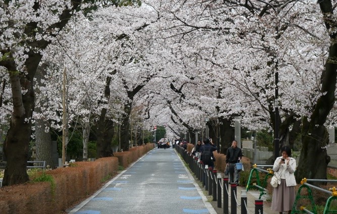 Aoyama park/hřbitov