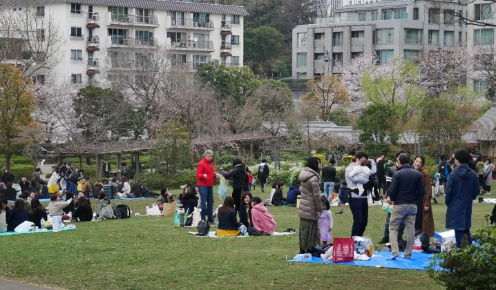 Hanami v Roppongi