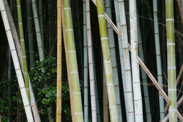 Bambusový les v Arašijamě.