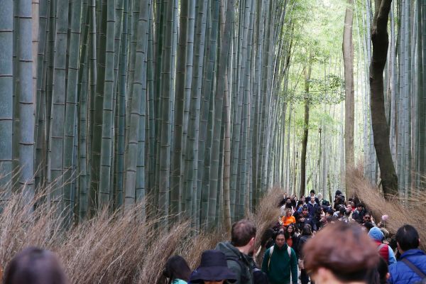 Bambusový les v Arašijamě, jedno z hlavních lákadel Kjóta. Taky je všude plno lidí.