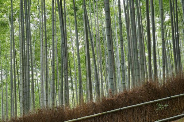 Bambusový les v Arašijamě.