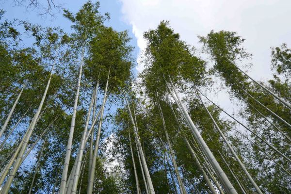 Bambusový les v Arašijamě.