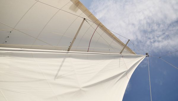 butterfly, back wind