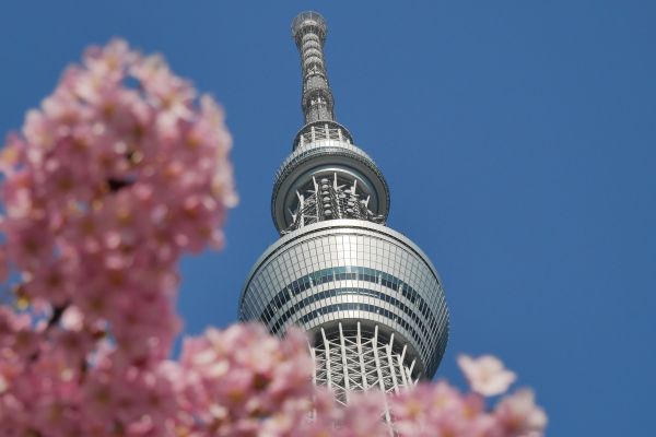 Skytree v Tokyu se sakurami.