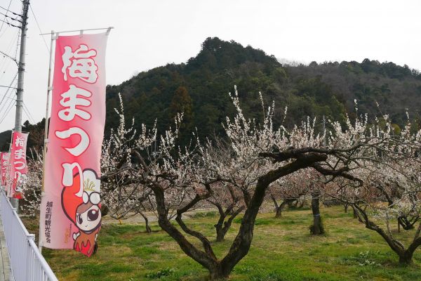 Švestkový sad v Ogose.