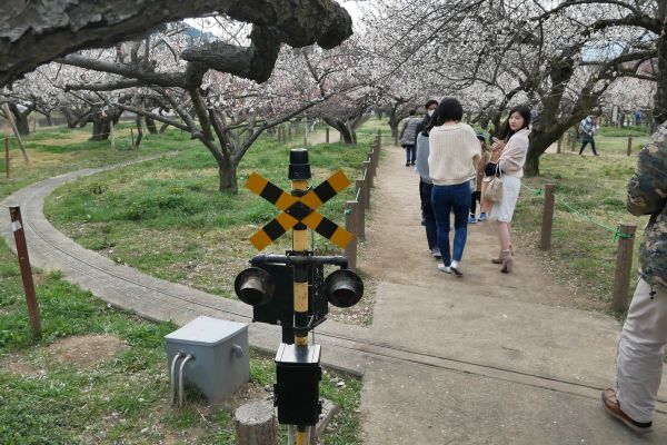 Švestkový sad v Ogose. Po sadu jezdí parní vláčky.