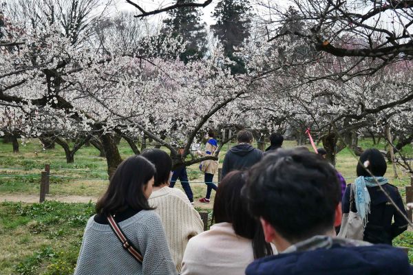 Švestkový sad v Ogose.