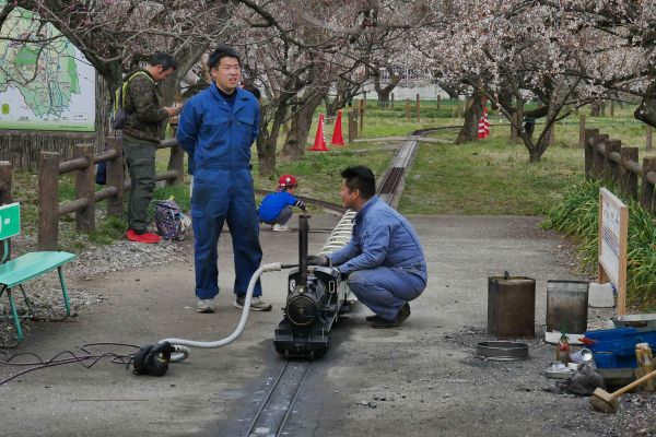 Údržba parních vláčků, které jezdí ve švestkovém sadu v Ogose a kterými se lze svézt.