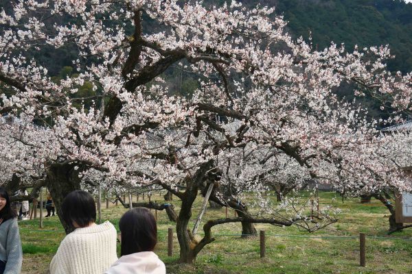 Kvetoucí švestky v Ogose.