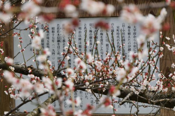Kvetoucí švestky v Ogose.