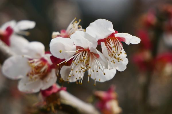 Kvetoucí švestky jsou v Japonsku jedny z prvních květů jara.