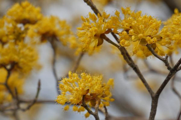 Začínají kvést i javory.