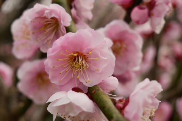 I některé ranější sakury.