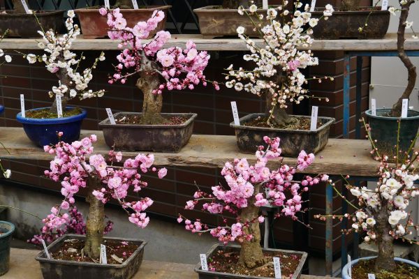 Sakura jako bonsai - bonsajová sakura. Hned bych si jednu odvezl.