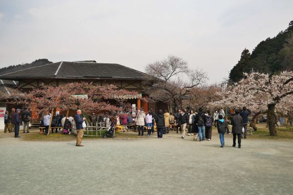Centrum švestkového sadu v Ogose, kde se hraje na malém pódiu tradiční divadlo.