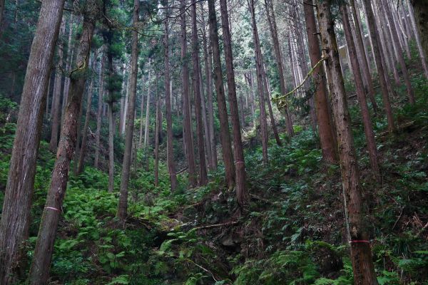 Okolní lesy táhnoucí se do hor jsou plné cedrů.