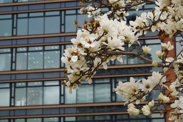 Začínají kvést magnólie.