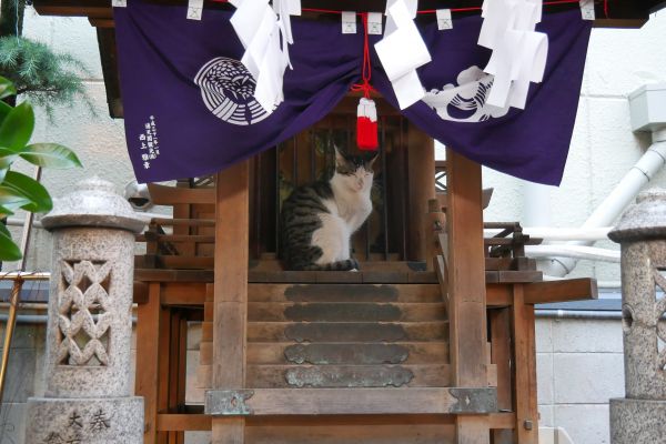 Drobná svatyňka na rohu ulice v Shinsekai. Na trůně s živou, leč spící kočkou.