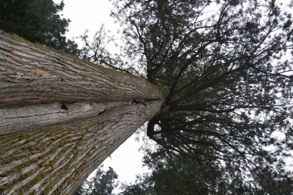 Staré cedry na hřbitově Okunoin v Kójasanu.