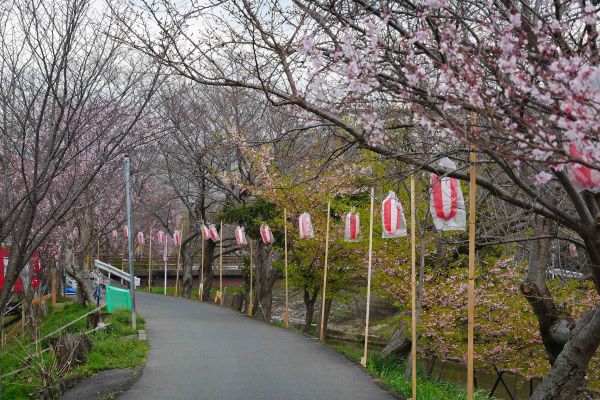 Rozkvétající sakury v Naře.