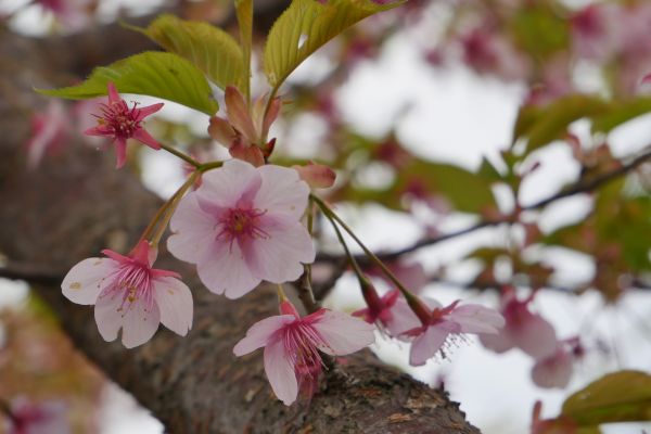 Rozkvétající sakury v Naře.
