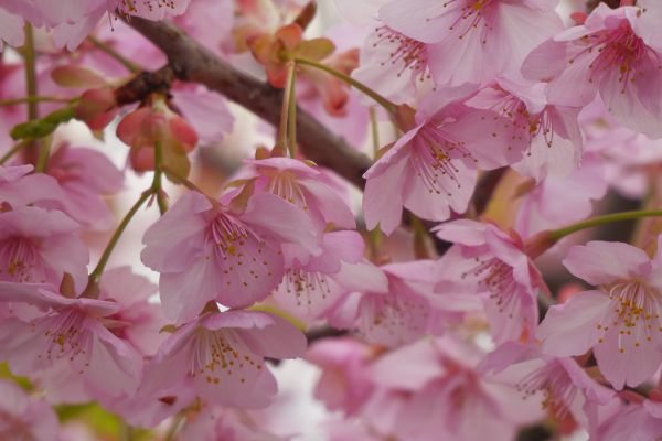 Rozkvétající sakury v Naře.