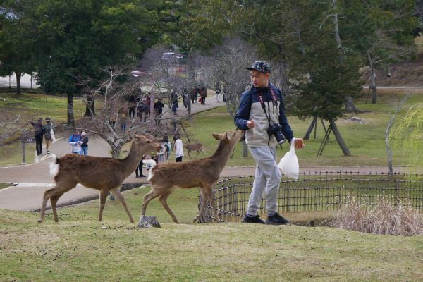 Všudypřítomní loudící jeleni sika v Naře.