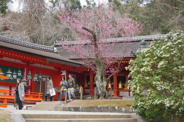 Šintoistická svatyně Kasuga Taisha.