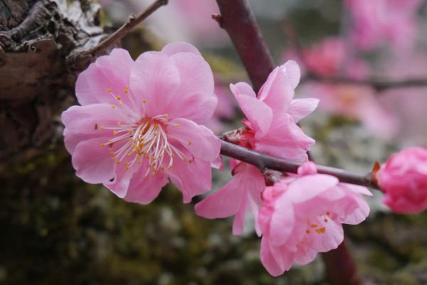 Jedna z mnoha odrůd sakur.